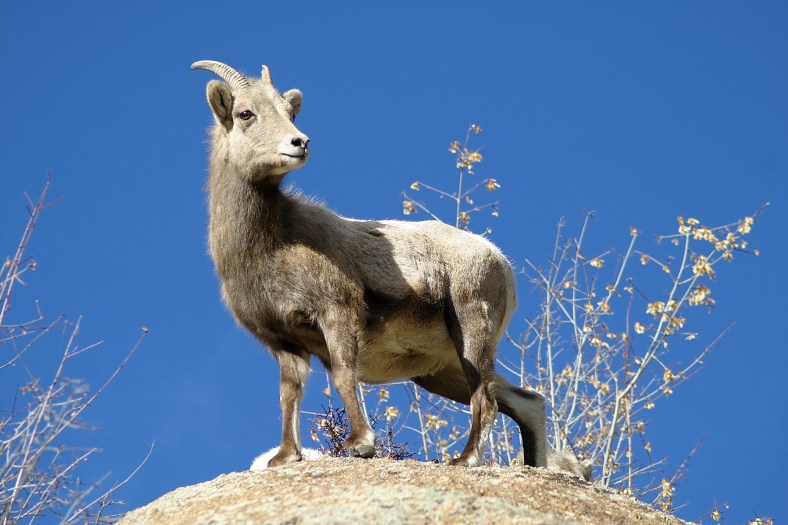 A female bighorn sheep in Estes Park Colorado