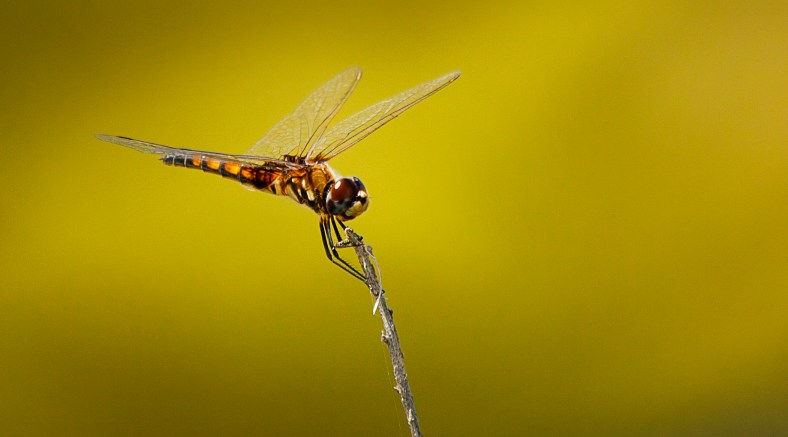 Dragonfly