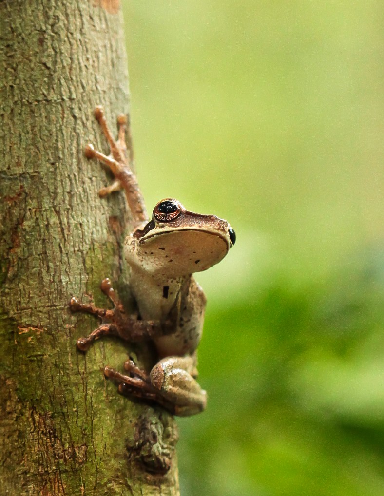 Tree Frog in the Amazon Jungle