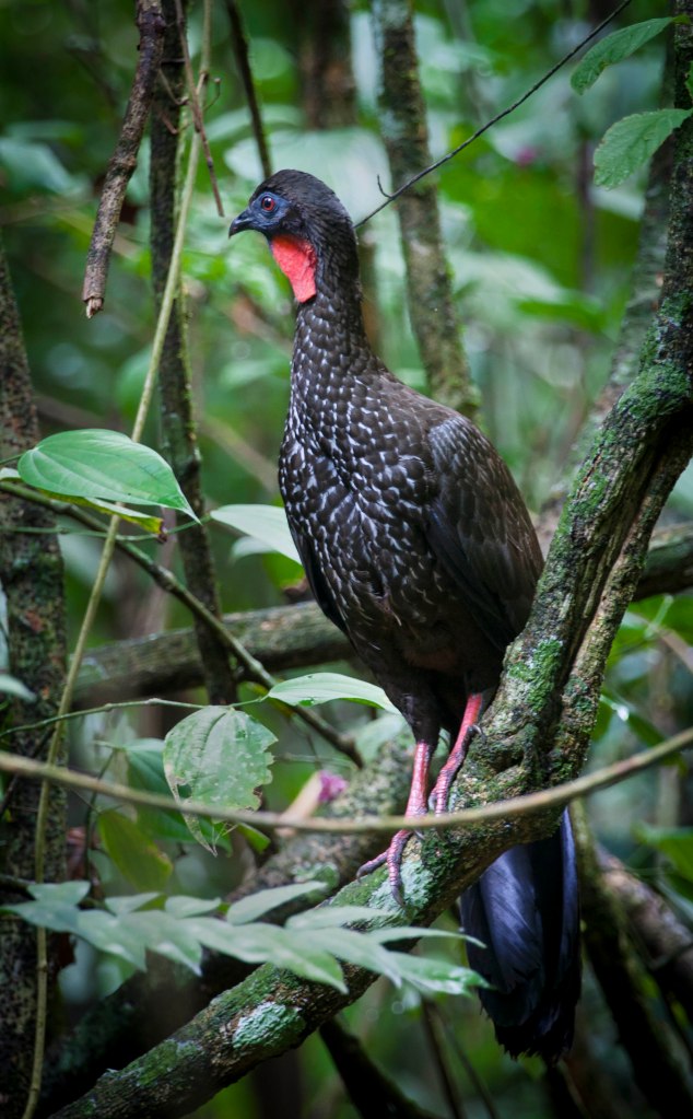 Drake Bay, Costa Rica 2013