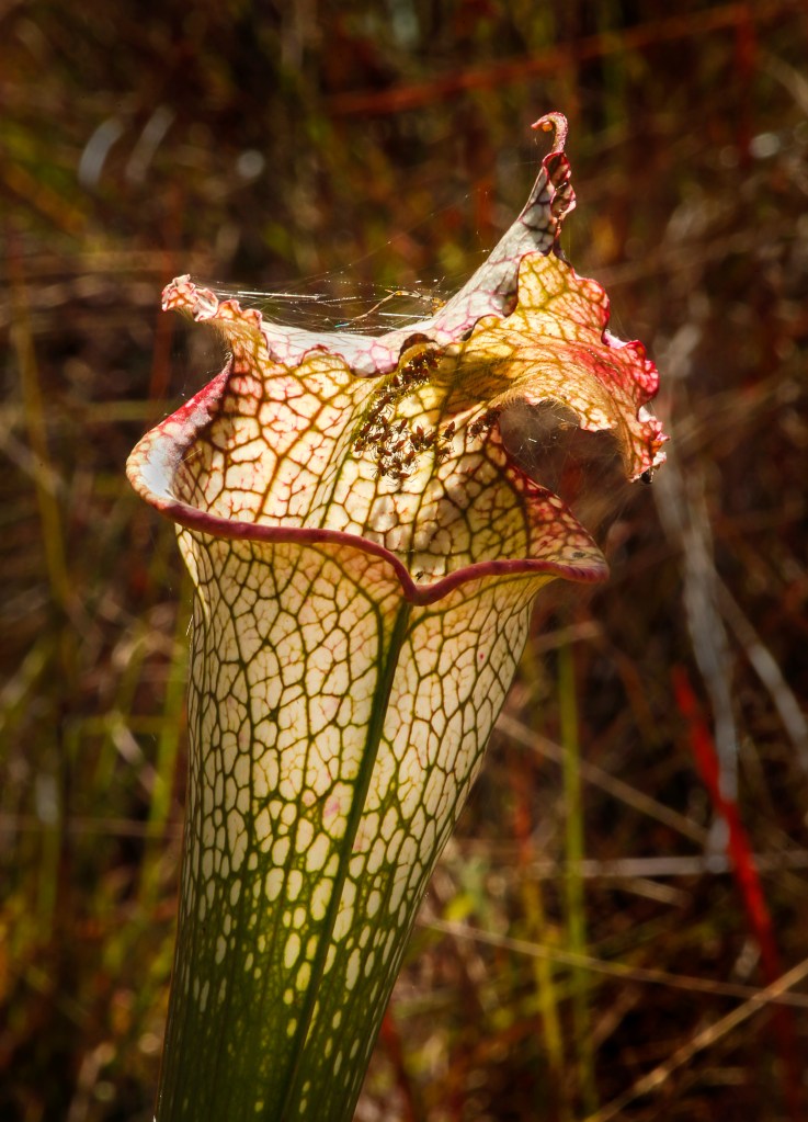 white-topped pitcher plant (Sarracenia leucophylla)