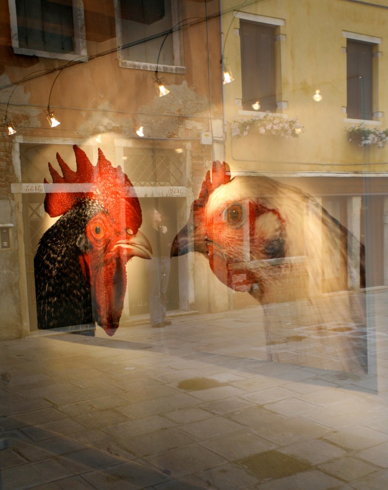 Reflections Kathy and 2 Chickens