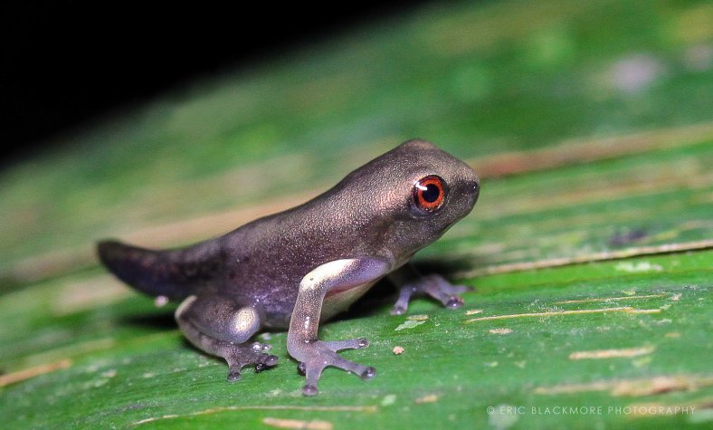 Tadpole becoming a frog