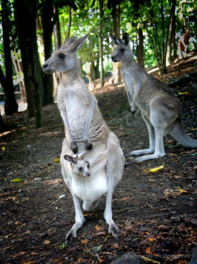 A Kangaroo & Joey