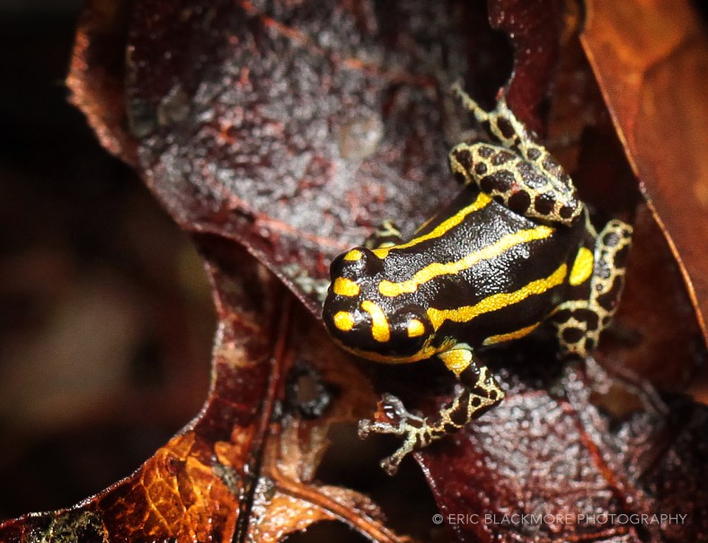 Yellow Poison Dart Frog,  Peru, Amazon Jungle