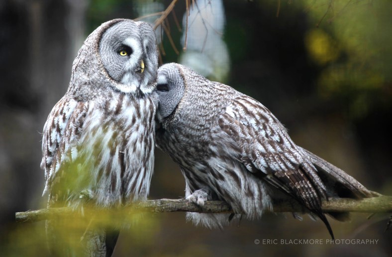 Great Grey Owls
