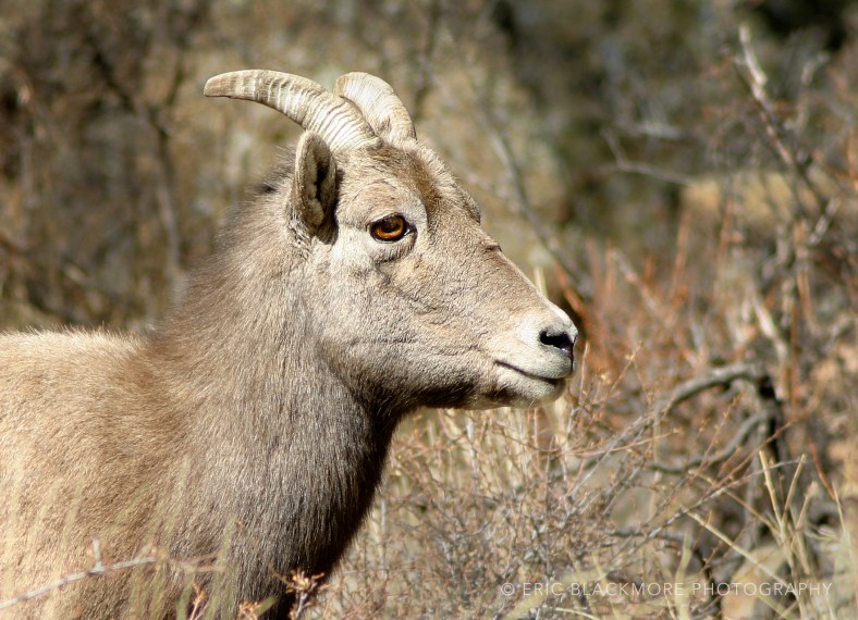 Big Horn Sheep in brush