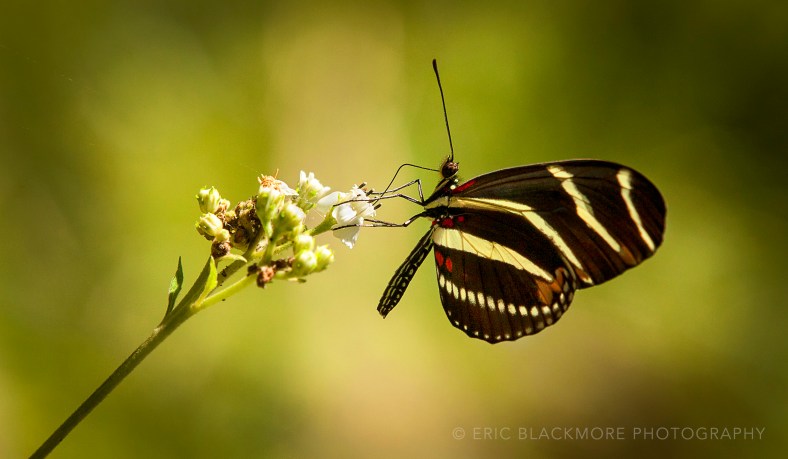 Zebra Longwing Butterfly