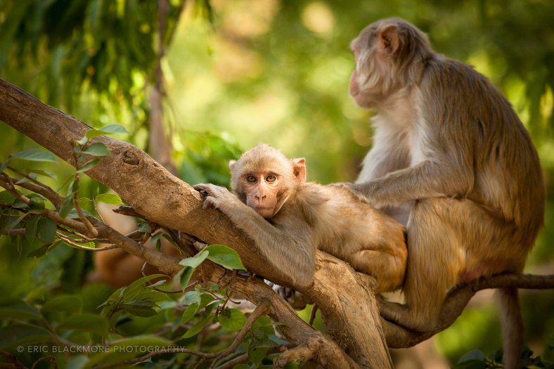 Macaques grooming, Agra, India.