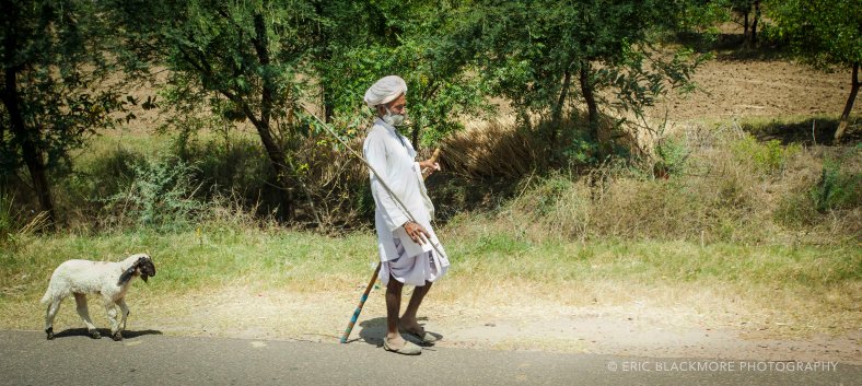 The Shepard and his lone sheep in front of the flock on the road to Agra, India.