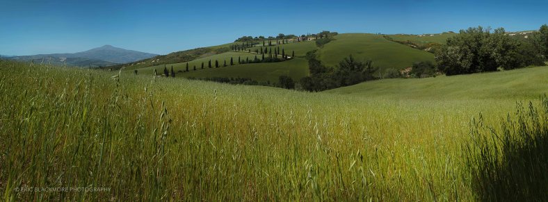Wheat fields, Val D' Orcia valley, Tuscany, Italy