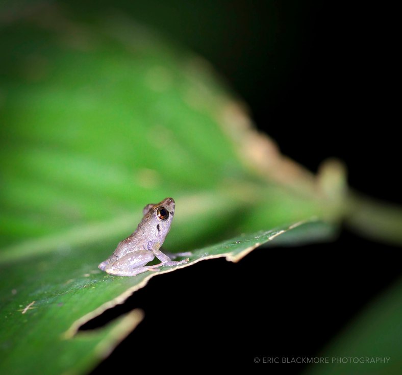 A Tree Frog on a leaf in the Amazon Jungle captured on a night shoot.