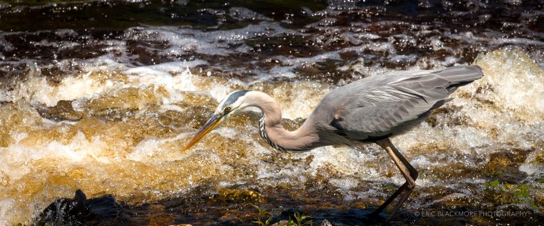 Great Blue Heron fishing in The Orlando Wetlands Park.