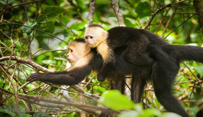 Drake Bay, Costa Rica, Corcovado national park, Wild Life Photography, landscape Photography, Tropical Jungle